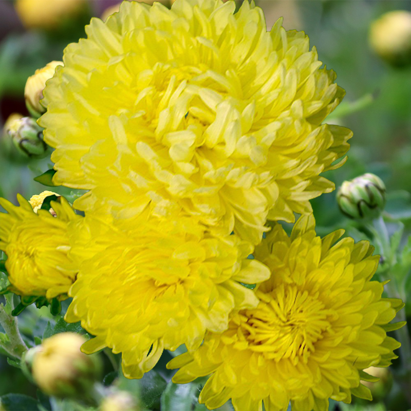 china aster seeds - Gardening Plants And Flowers