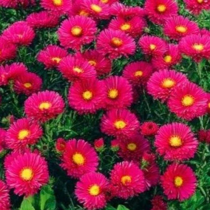 red daisy - Gardening Plants And Flowers