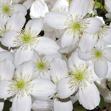 Load image into Gallery viewer, clematis montana white - Gardening Plants And Flowers