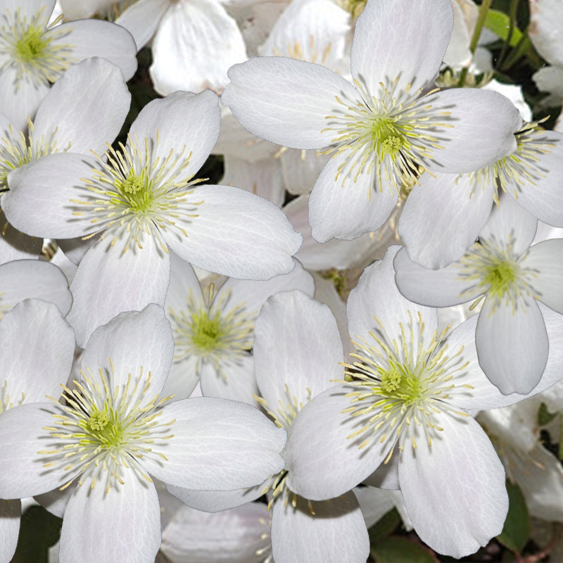 clematis montana white - Gardening Plants And Flowers