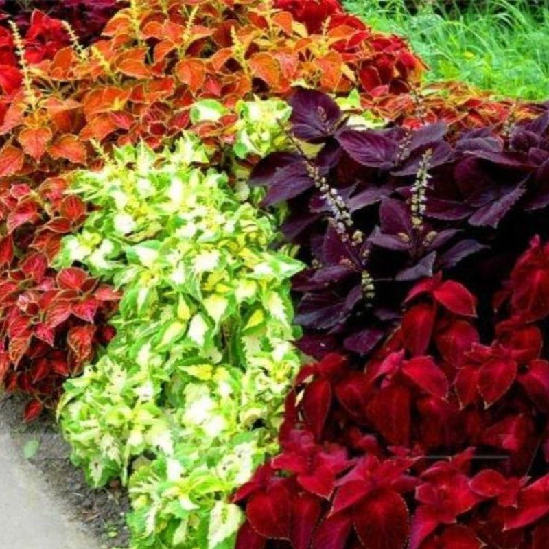 Coleus Blumei - Gardening Plants And Flowers