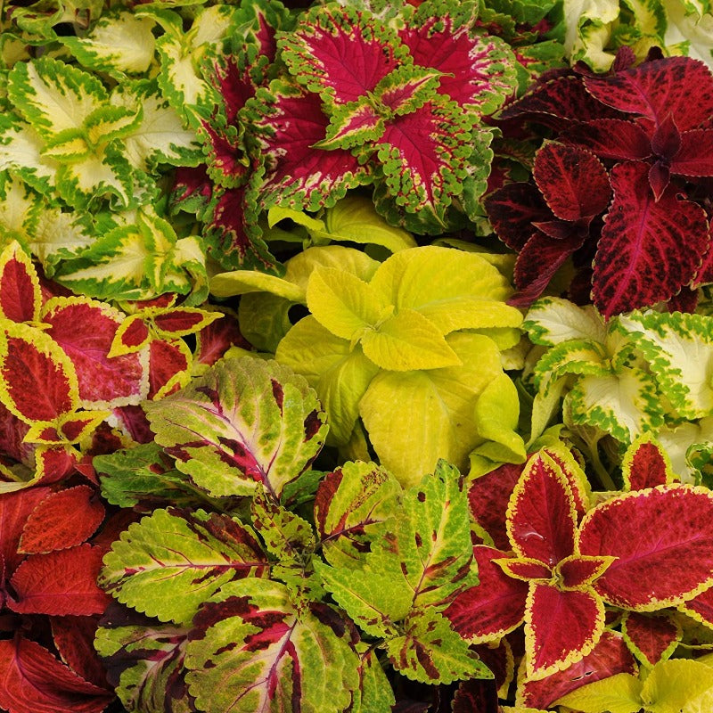 Coleus Blumei Plants - Gardening Plants And Flowers