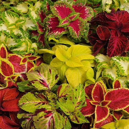 Coleus Blumei Plants - Gardening Plants And Flowers