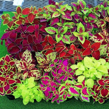 Load image into Gallery viewer, coleus seeds - Gardening Plants And Flowers