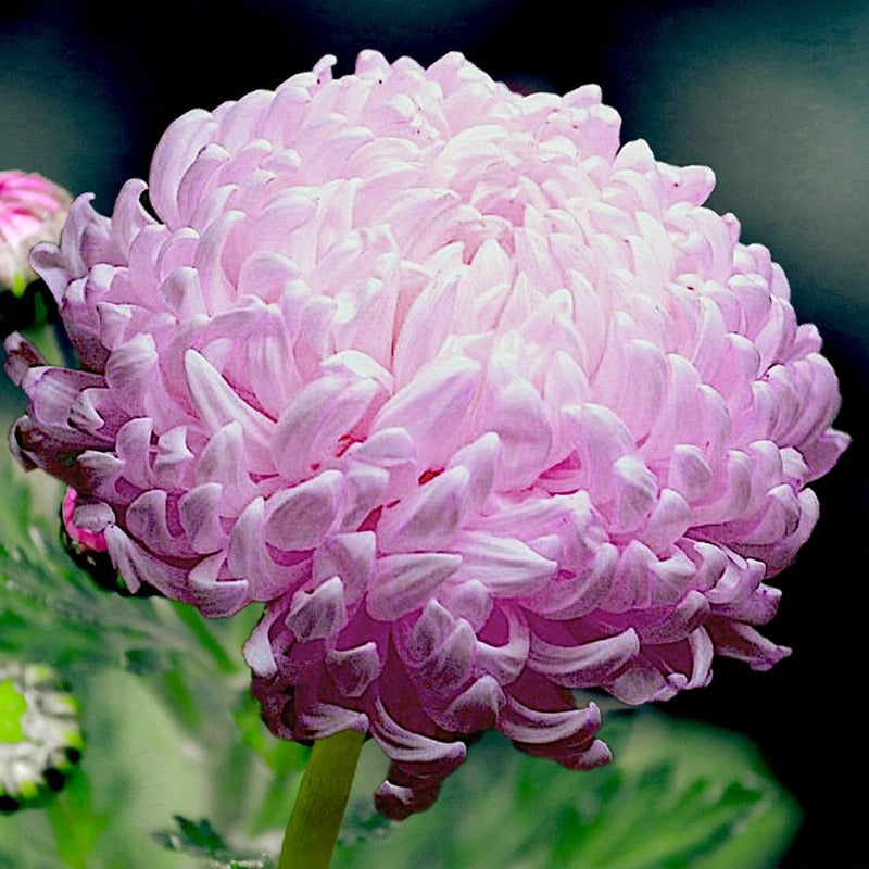 tall asters - Gardening Plants And Flowers