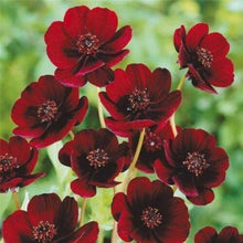 Load image into Gallery viewer, Chocolate Cosmos - Gardening Plants And Flowers