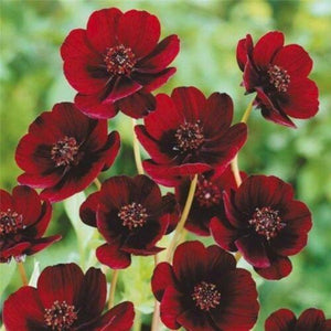 Chocolate Cosmos - Gardening Plants And Flowers