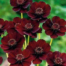 Load image into Gallery viewer, Cosmos Atrosanguineus - Gardening Plants And Flowers