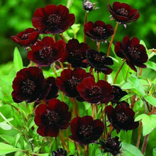 Load image into Gallery viewer, Chocolate Cosmos Flower Seeds - Gardening Plants And Flowers