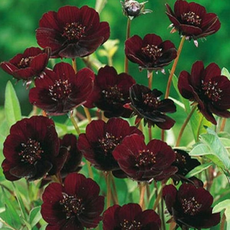 cosmos seeds - Gardening Plants And Flowers