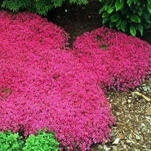 Creeping Thyme - Gardening Plants And Flowers
