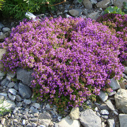 Creeping Thyme - Gardening Plants And Flowers