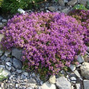 Creeping Thyme - Gardening Plants And Flowers