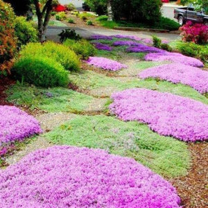 Creeping Thyme Ground Cover - Gardening Plants And Flowers