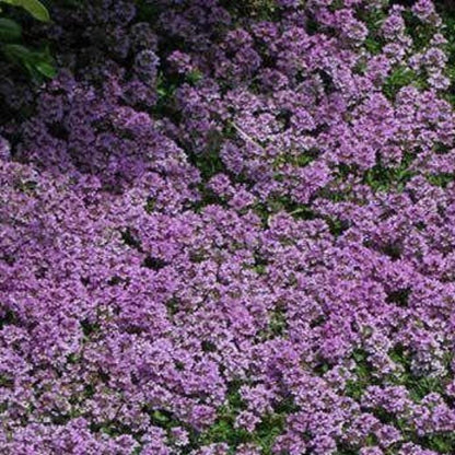 thyme seeds - Gardening Plants And Flowers