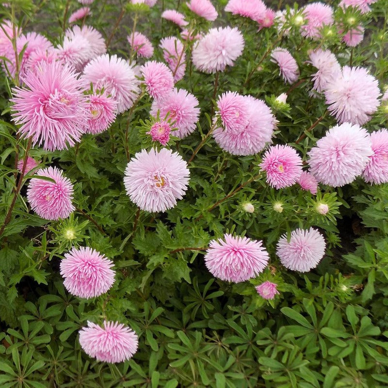 aster - Gardening Plants And Flowers