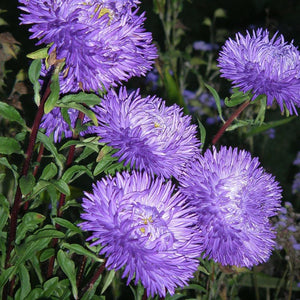 aster crego flowers - Gardening Plants And Flowers