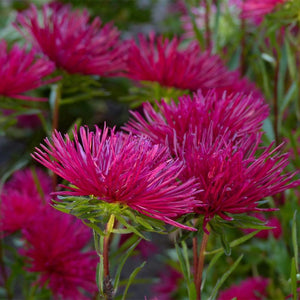 aster crego seeds - Gardening Plants And Flowers
