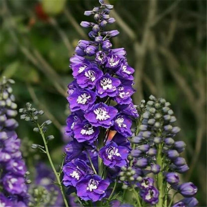 Delphinium king arthur - Gardening Plants And Flowers