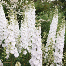Load image into Gallery viewer, Delphinium white - Gardening Plants And Flowers