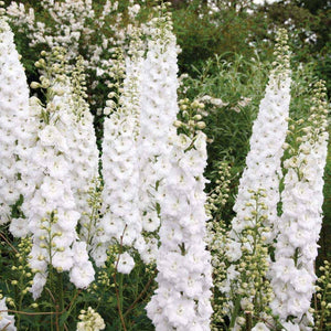 Delphinium white - Gardening Plants And Flowers