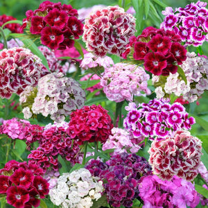 dianthus - Gardening Plants And Flowers