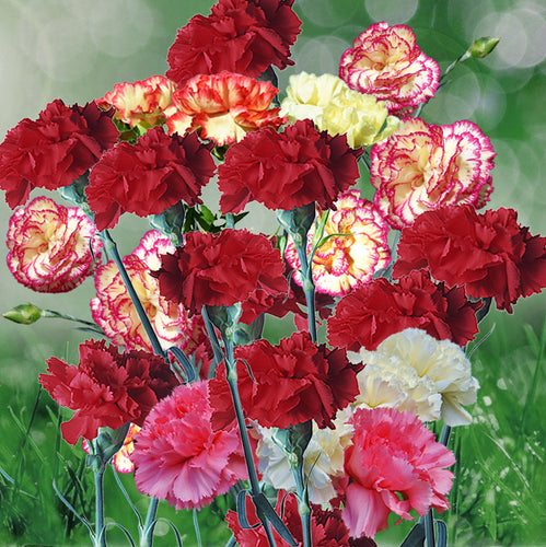 Dianthus Caryophyllus - Gardening Plants And Flowers