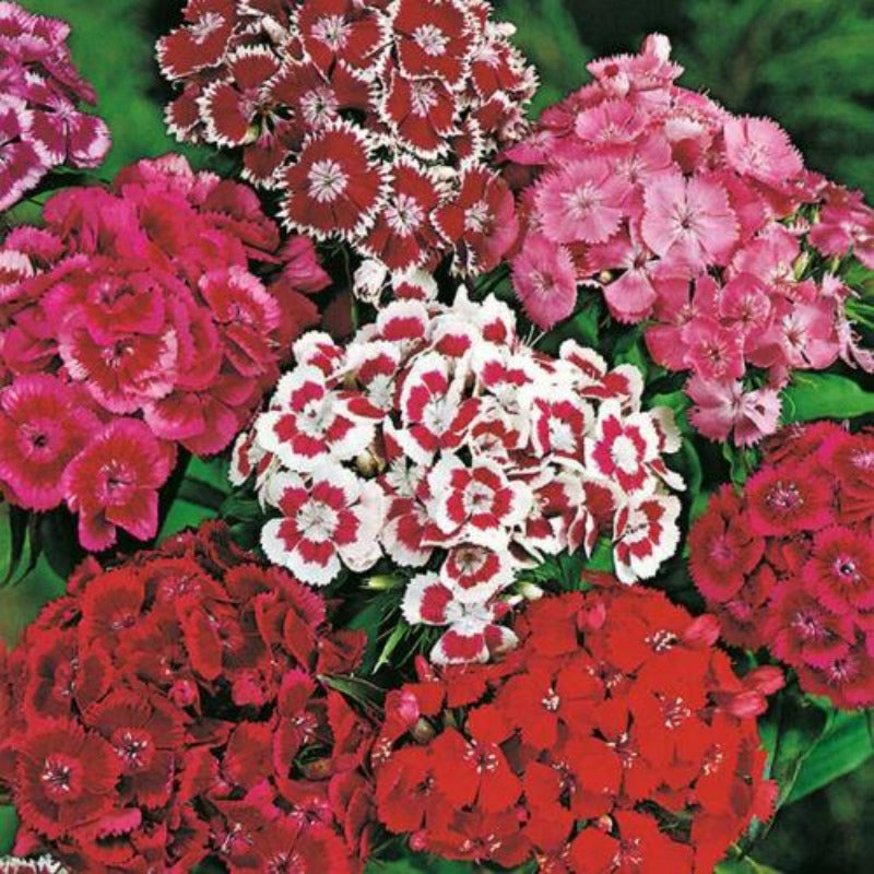 dianthus chinensis - Gardening Plants And Flowers