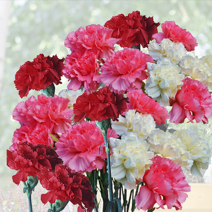 Dianthus Sonata - Gardening Plants And Flowers