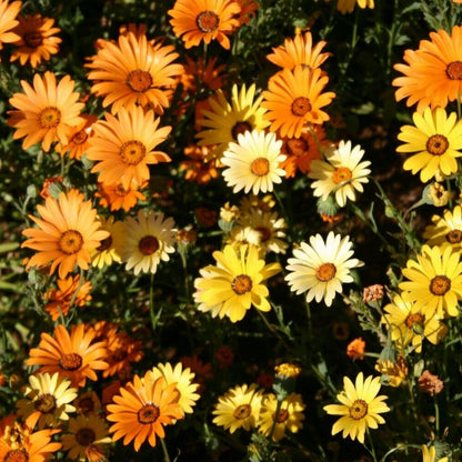 african daisy varieties - Gardening Plants And Flowers