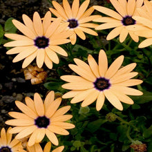 Load image into Gallery viewer, african daisy salmon - Gardening Plants And Flowers