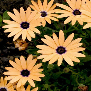 african daisy salmon - Gardening Plants And Flowers