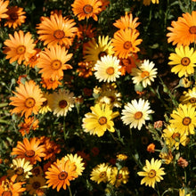 Load image into Gallery viewer, african daisy - Gardening Plants And Flowers
