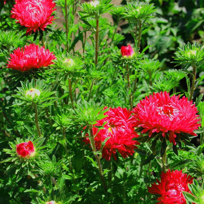 aster seeds - Gardening Plants And Flowers