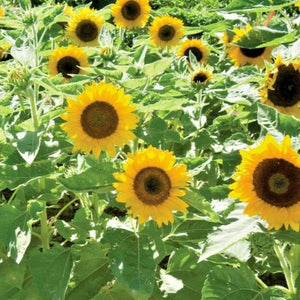 dwarf sunflower seeds - Gardening Plants And Flowers