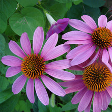 Load image into Gallery viewer, echinacea seeds - Gardening Plants And Flowers