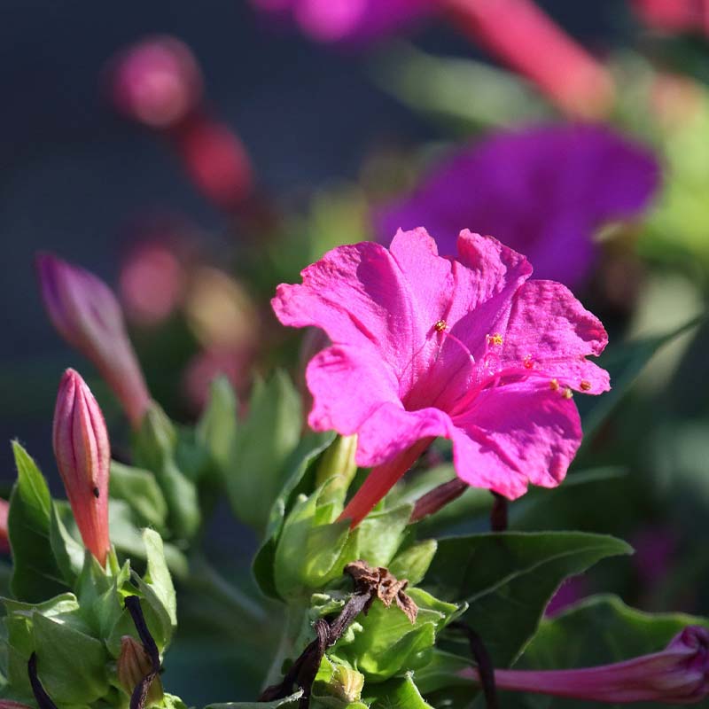 Four O'Clock - Gardening Plants And Flowers