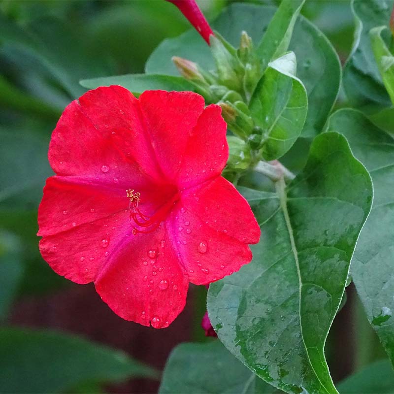 Close-u of red Four'O Clock Mirabilis Jalapa flower on a green background.
