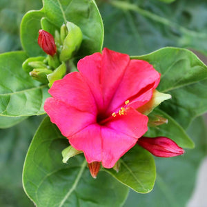 Mirabilis Jalapa - Gardening Plants And Flowers