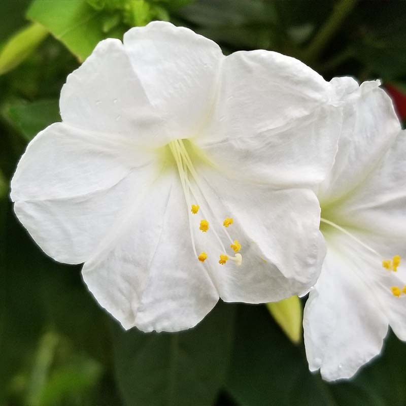 Close-u of white Four'O Clock Mirabilis Jalapa flowers on a green background.