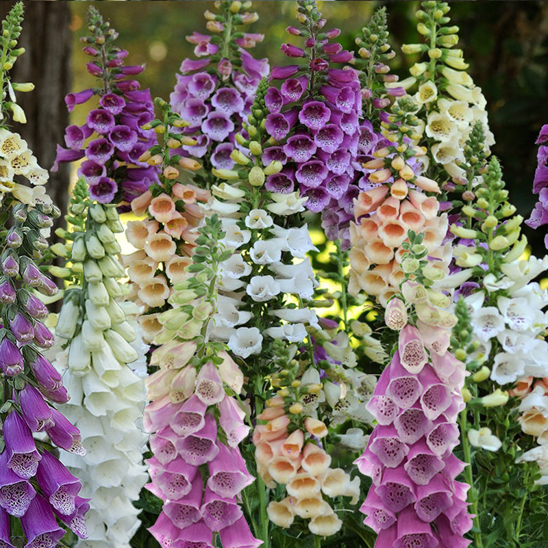 foxglove - Gardening Plants And Flowers