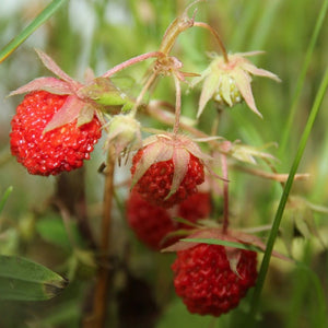 wild strawberry - Gardening Plants And Flowers