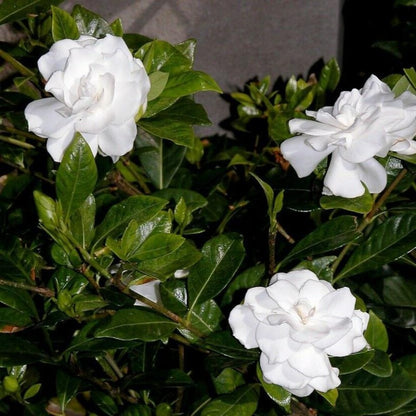 Cape Jasmine - Gardening Plants And Flowers