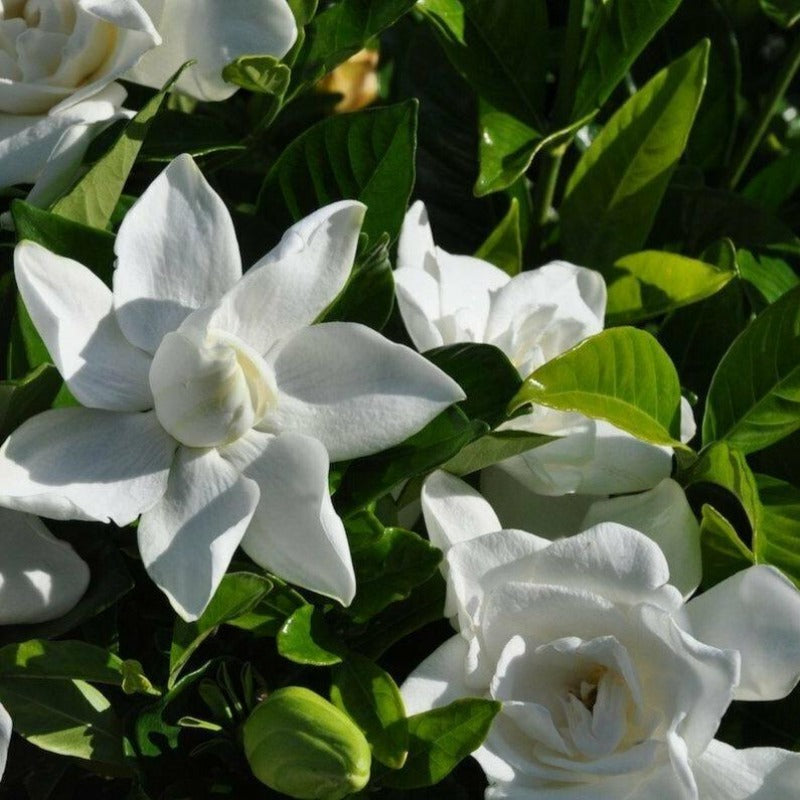 gardenia jasminoides seeds - Gardening Plants And Flowers