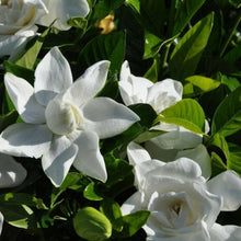 Load image into Gallery viewer, gardenia jasminoides seeds - Gardening Plants And Flowers