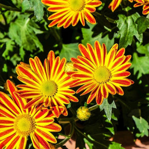 gazania splendens - Gardening Plants And Flowers
