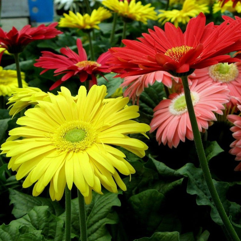 gerbera daisy seeds - Gardening Plants And Flowers