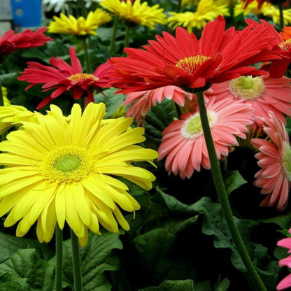 gerbera seed - Gardening Plants And Flowers