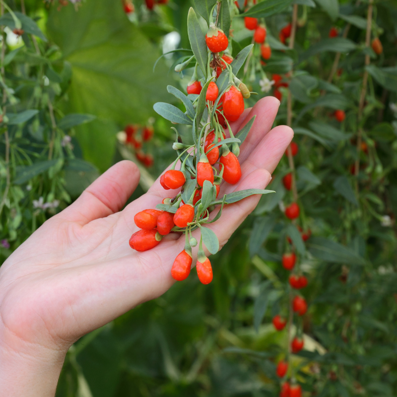 Goji Berry Seeds