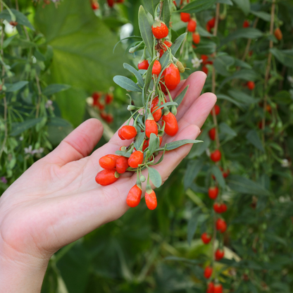 Goji Berry Seeds